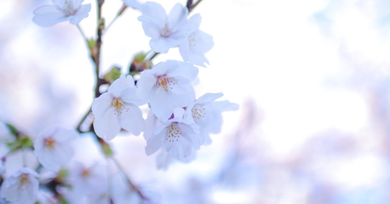 リベラルに育てられ、右傾化した話｜白樺浪漫｜note