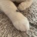 ねこねこっス on Twitter: 
