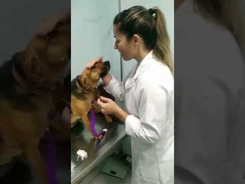 When You Fall In Love With The Most Unexpected Person || #Dog #shorts - YouTube
