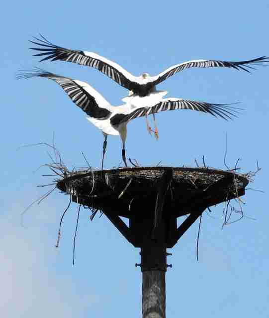 コウノトリ、初の「離婚」確認　ペアになれば「一生添い遂げる」はずが…｜但馬｜神戸新聞NEXT