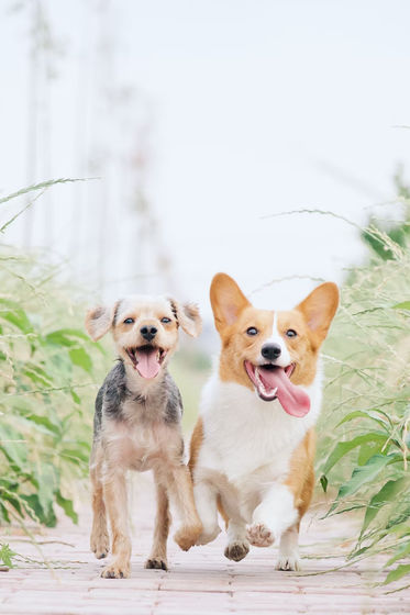 犬の行動は品種が違っても大きな差はないことが研究で明らかに
