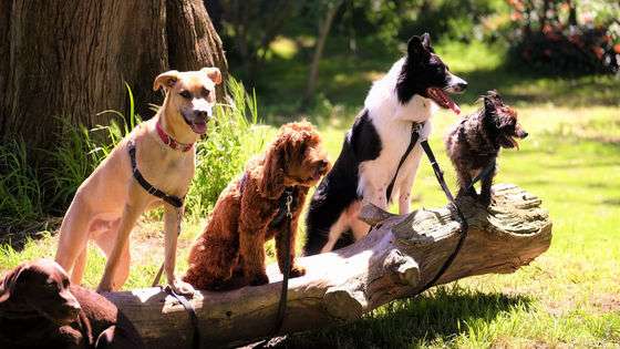 犬の行動は品種が違っても大きな差はないことが研究で明らかに - GIGAZINE