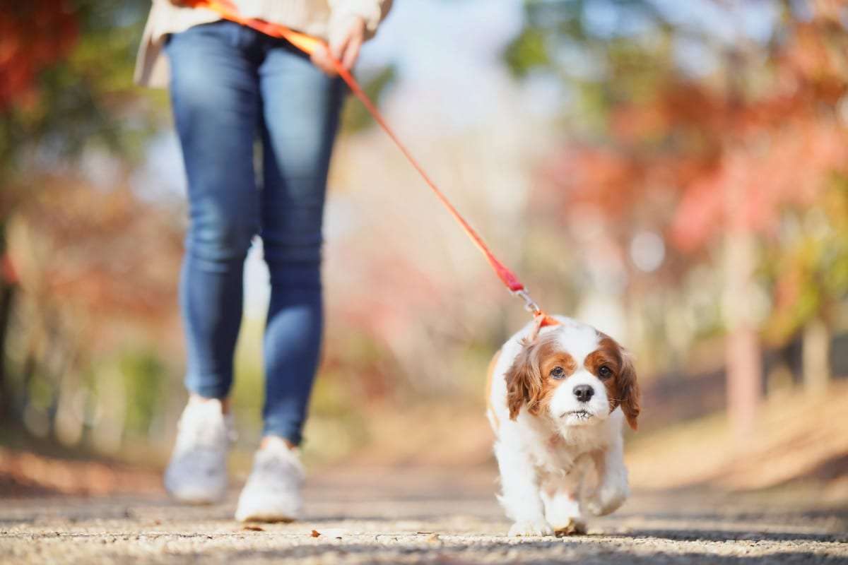 リードなしで犬の散歩→通行人にけがさせたら、飼い主の法的責任は？　弁護士に聞く | オトナンサー