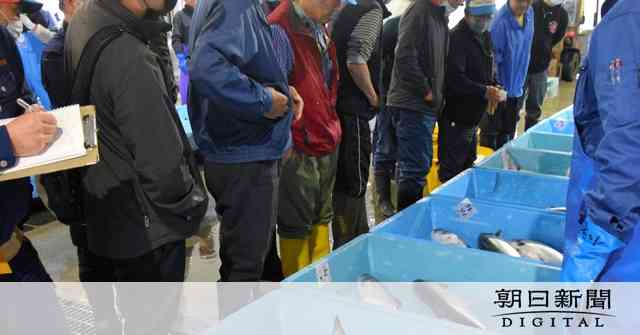 高級魚トキシラズ、突然の豊漁　理由は不明だけど漁師たちは大歓迎：朝日新聞デジタル