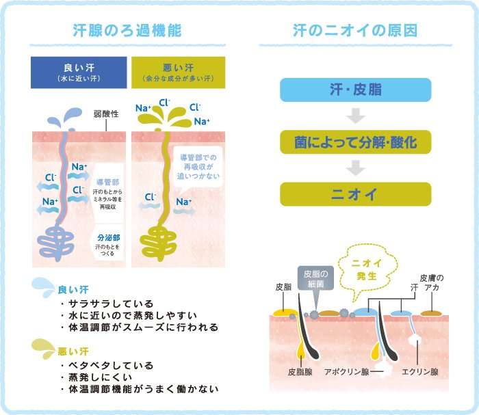 緊張汗が臭う理由