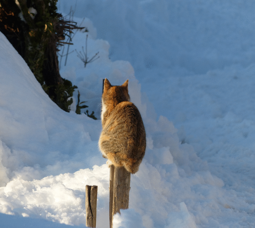 【ぼっち】っぽい画像!