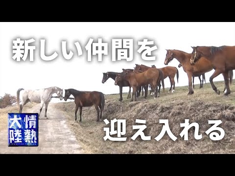元競走馬が群れに加わる瞬間。引退馬サポートチーム「HORSE TRUST」 - YouTube