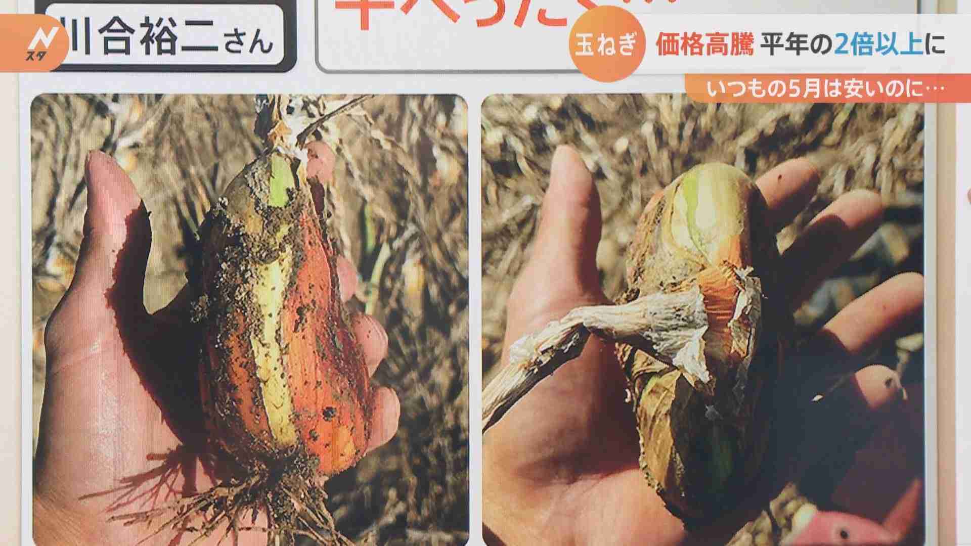 “激安”のはずが約2.5倍に…天候不良で玉ねぎが高い コロナと円安も重荷