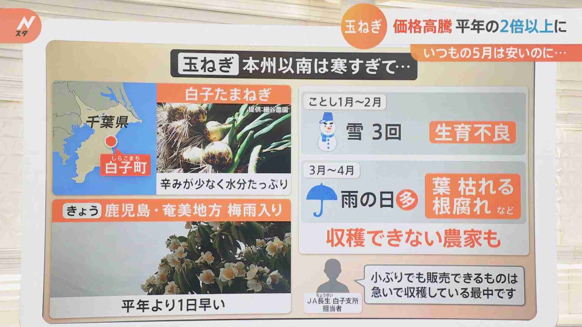 “激安”のはずが約2.5倍に…天候不良で玉ねぎが高い コロナと円安も重荷