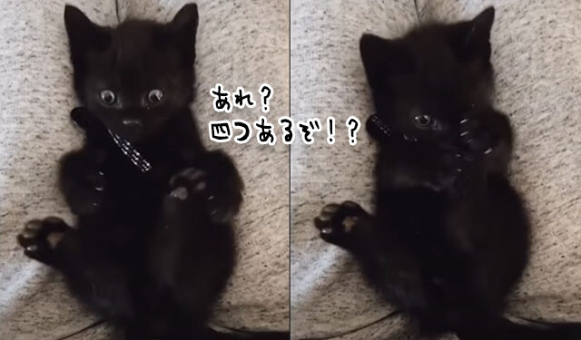 あれれ！？自分の足が4本あることに気付いた子猫の反応 : カラパイア