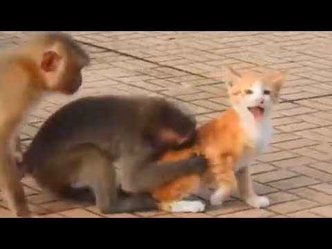 猫 - YouTube