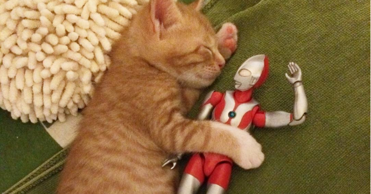 こんなに小さかったのに！赤ちゃん子猫を優しく見守るウルトラマンの1年。