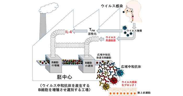 ワクチンと感染では作られる抗体の質が異なることを発見  | 理化学研究所