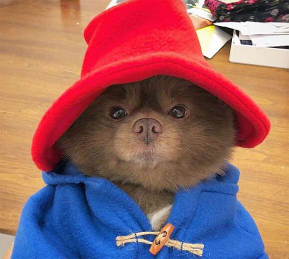 動物の画像だけで1000コメを目指すトピ Part2