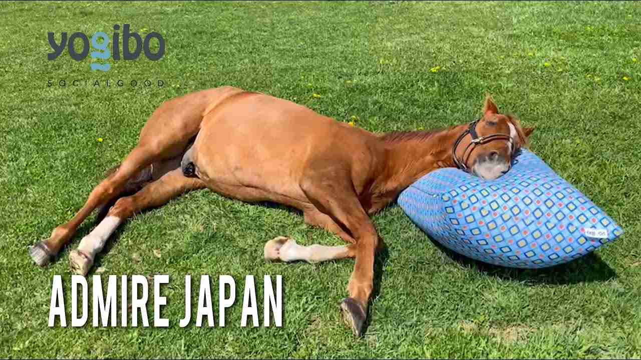 アドマイヤジャパンの正しいYogiboの使い方｜ヴェルサイユリゾートファーム｜Admire Japan's correct use of Yogibo. - YouTube