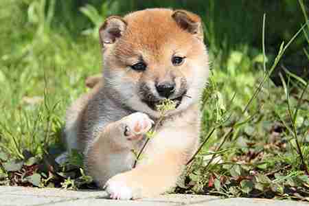 動物の画像だけで1000コメを目指すトピ Part2