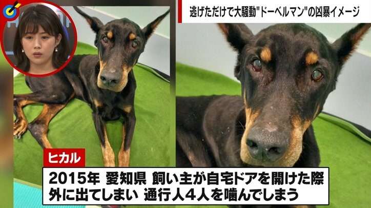 人を噛んで“殺処分”寸前のドーベルマンを保護 「問題は犬種ではなく飼い主の育て方」更生に挑んだトレーナー男性が訴え