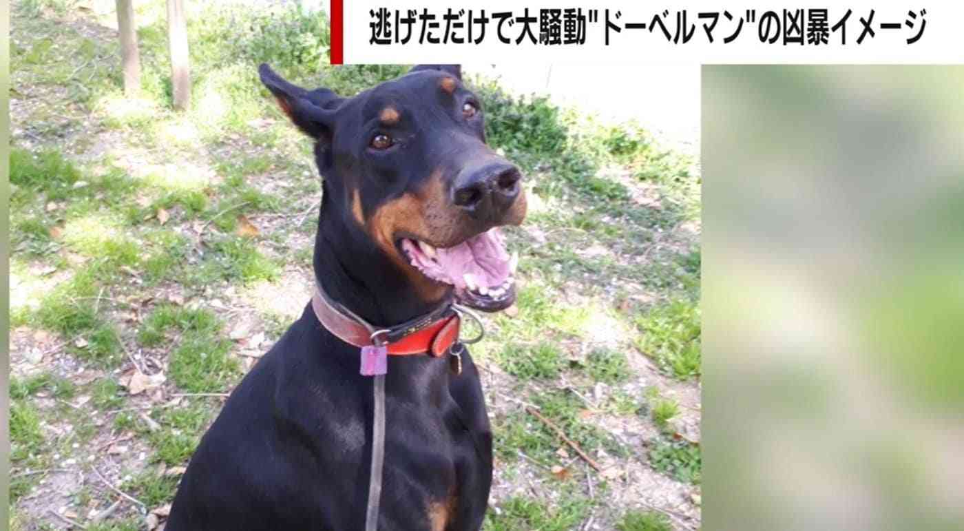人を噛んで“殺処分”寸前のドーベルマンを保護 「問題は犬種ではなく飼い主の育て方」更生に挑んだトレーナー男性が訴え | 国内 | ABEMA TIMES