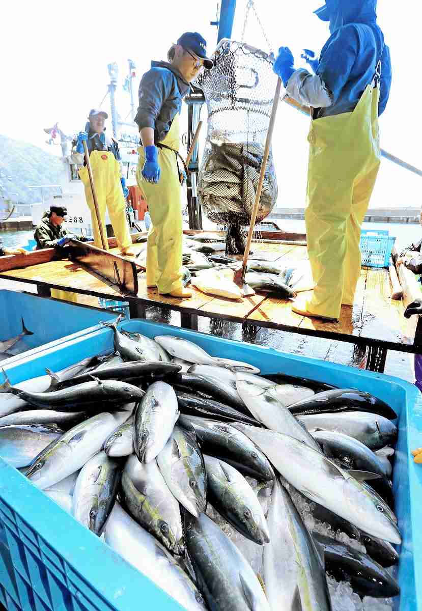 福井で季節外れのブリ大漁…2日間で9000匹水揚げ　漁師らうれしい悲鳴、4月から不漁続きの定置網漁に活気