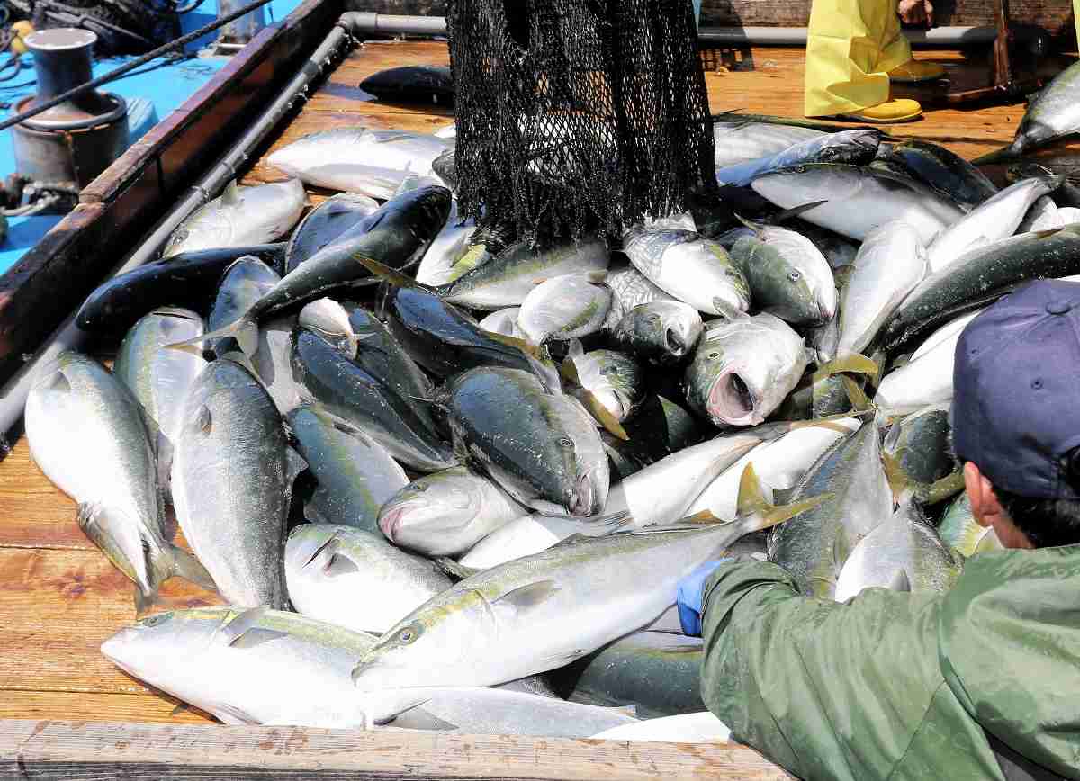 福井で季節外れのブリ大漁…2日間で9000匹水揚げ　漁師らうれしい悲鳴、4月から不漁続きの定置網漁に活気 | 経済 | 福井のニュース | 福井新聞ONLINE