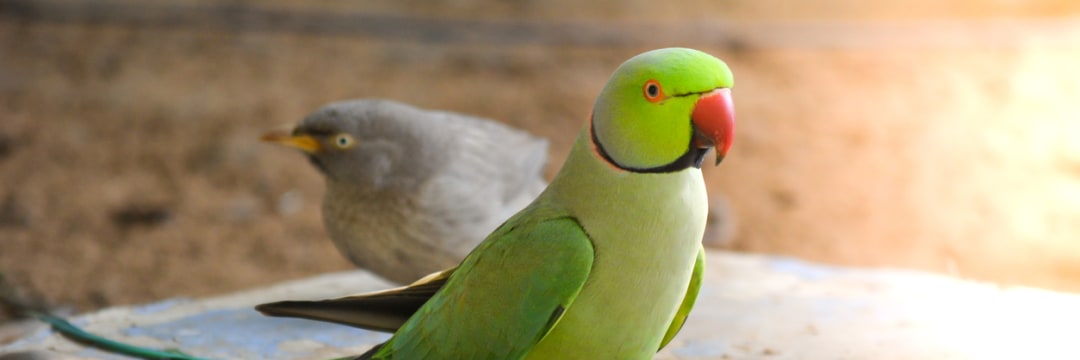 東京でいま「巨大インコ」と「カラス」のヤバすぎる「縄張り争い」が勃発している…！（週刊現代） | マネー現代 | 講談社