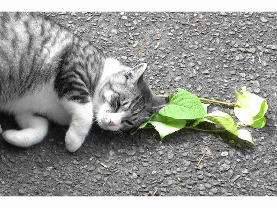 「ネコにマタタビ」は蚊を避けるため 謎の行動を遂に解明 | Science Portal - 科学技術の最新情報サイト「サイエンスポータル」