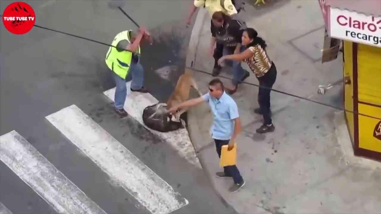 2019 PITBULL & STRAY DOG ???  PITBULL ATTACK  ?? PİTBULL & SOKAK KÖPEĞİ POLİS BİLE  AYIRAMIYOR - YouTube