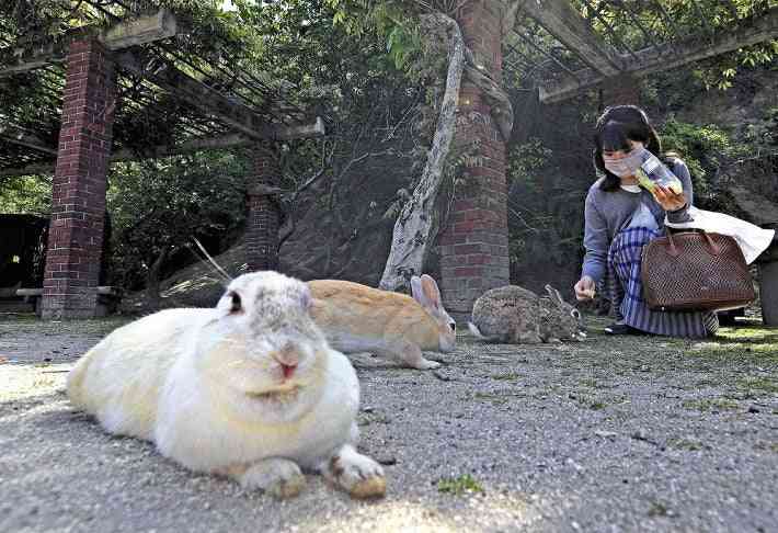 「ウサギの楽園」観光客減り、野生ウサギが激減…島内確認は５００匹前後 : 社会 : ニュース : 読売新聞オンライン