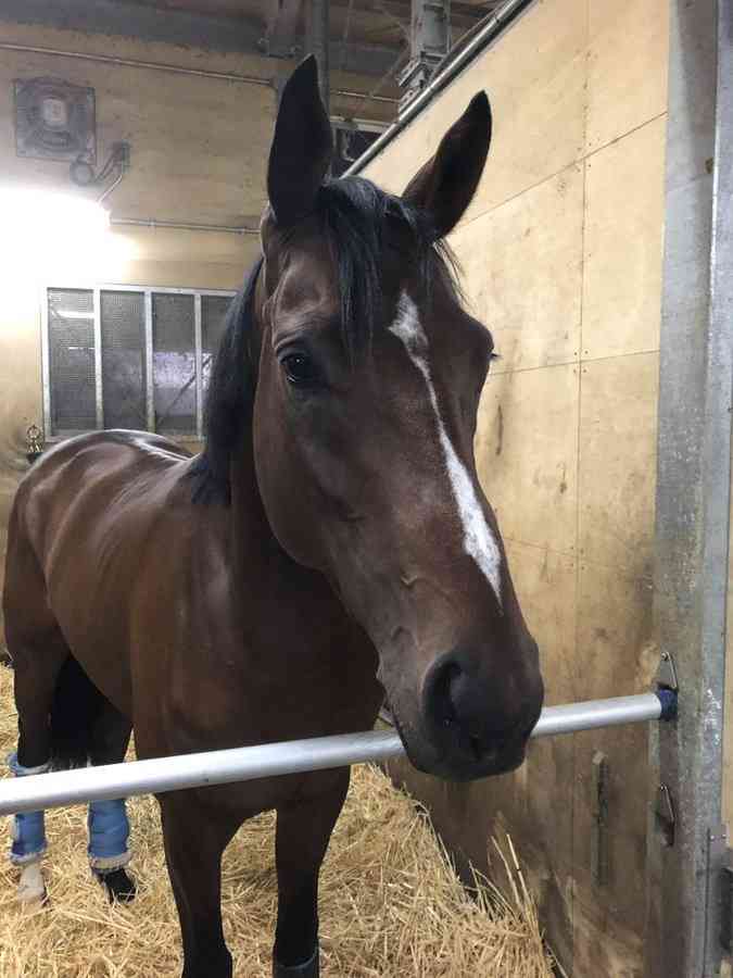 【競馬】UMAJO集まれ! Part14