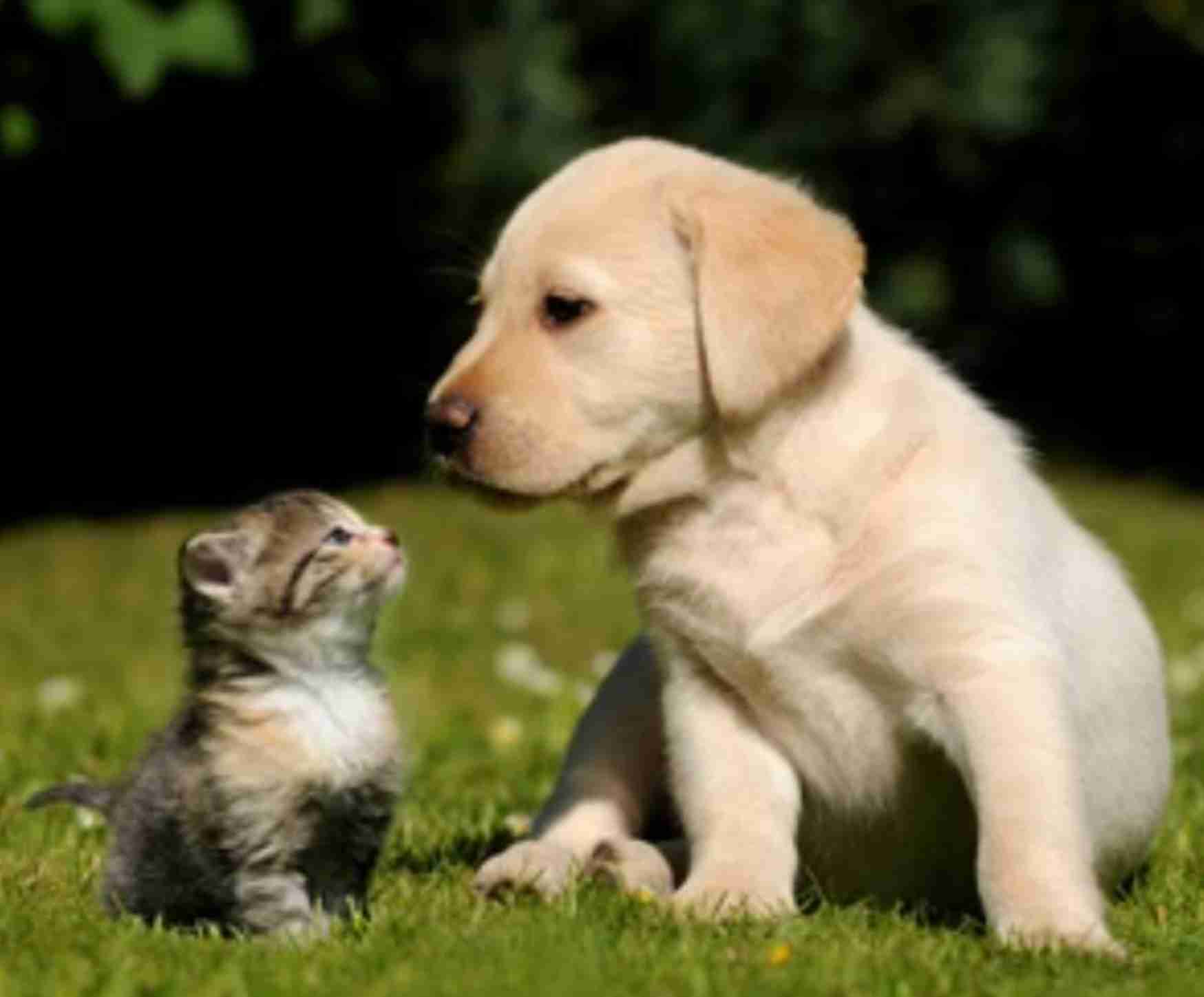 【犬でも】多頭飼いの良いとこ悪いとこ【猫でも】