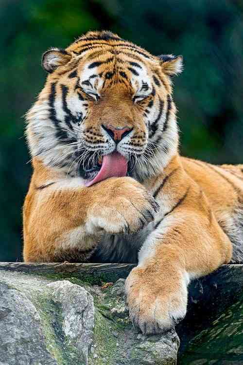 ネコ科の動物好きな人