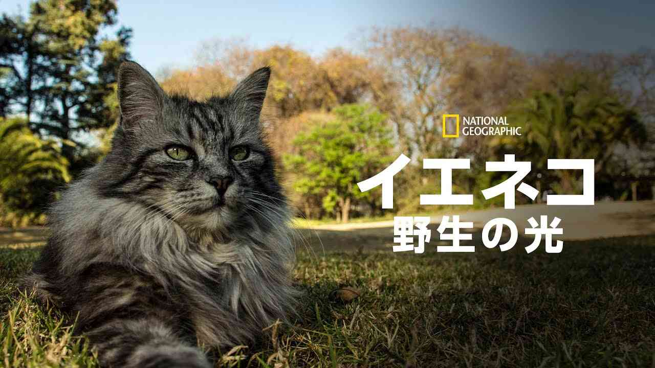 【FULL】イエネコ：野生の光 | ナショジオ - YouTube