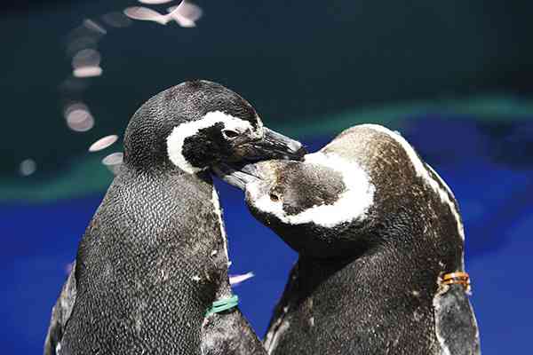 同性愛が割と普通！？　すみだ水族館の飼育員に聞くペンギンの驚くべき生態 | ダ・ヴィンチWeb
