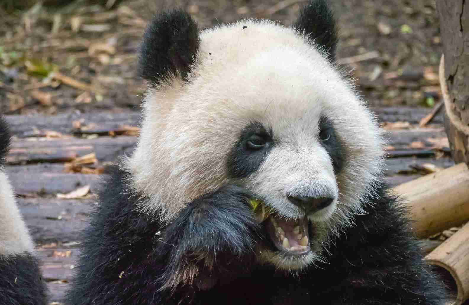 オランザピン（ジプレキサ）は太るって本当？20mgを10年以上服用した私の体験談｜統合失調症と働く