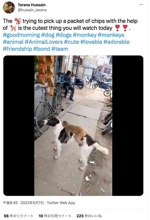 【海外発！Breaking News】犬の助けを借りて店先のお菓子を盗もうとする猿（印）＜動画あり＞ | Techinsight（テックインサイト）|海外セレブ、国内エンタメのオンリーワンをお届けするニュースサイト