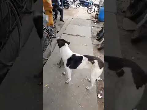 Viral Video: Dog Helps Monkey Steal A Packet Of Chips From Shop - YouTube