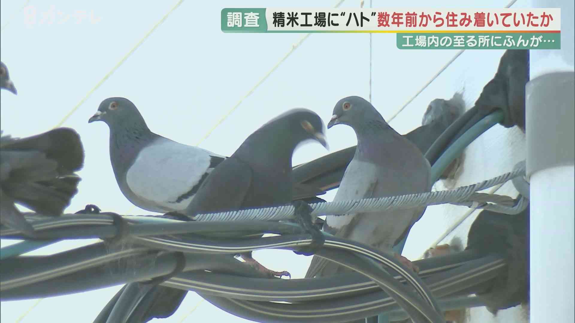 JA精米工場がハトのフンだらけ問題　ハトは数年前から工場に　小学校給食にも使用…保護者ら怒り　大阪（関西テレビ） - Yahoo!ニュース