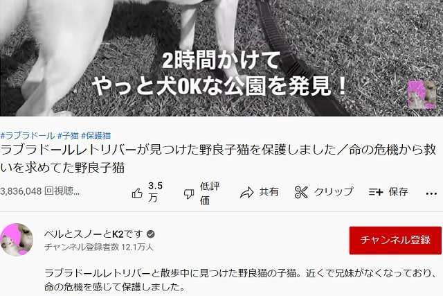 ベルとスノー保護猫動画のやらせ疑惑検証 – のらねこらむ