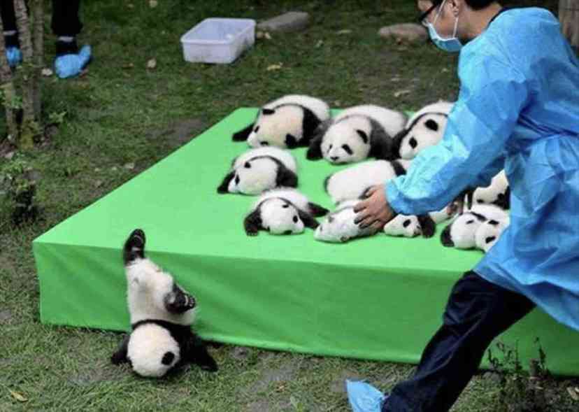 動物の画像だけで1000コメを目指すトピ Part2