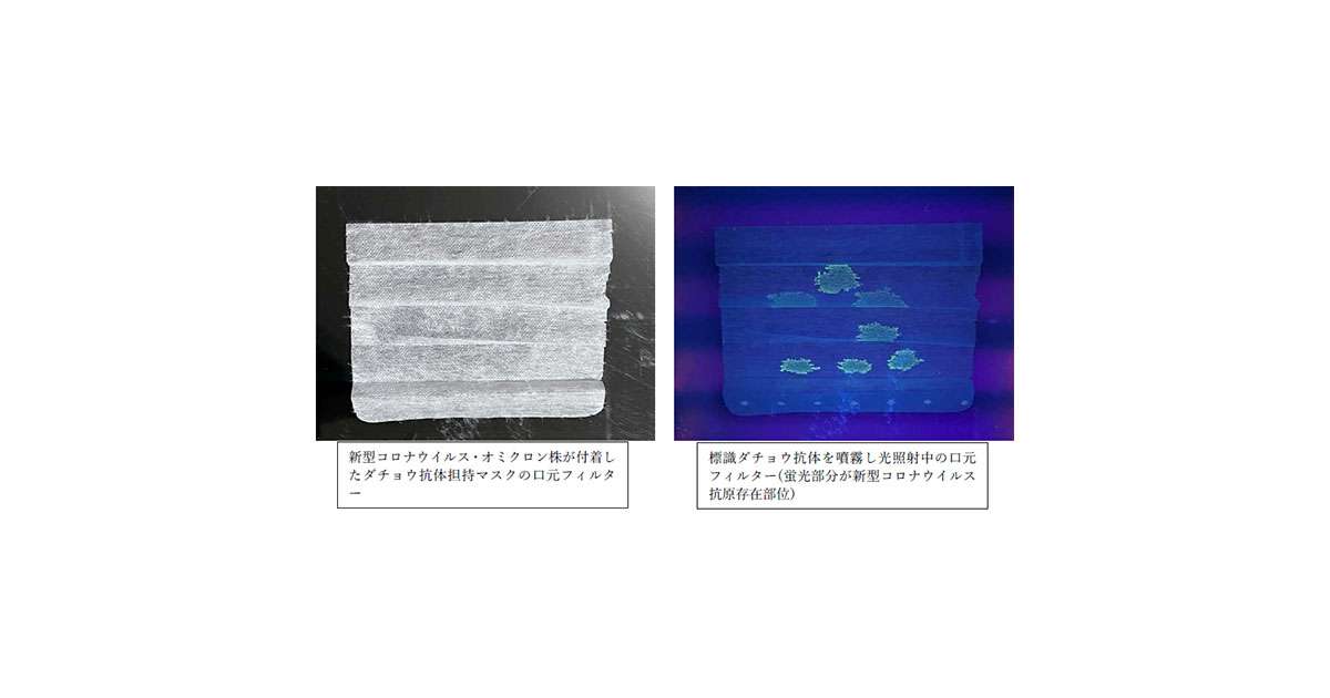 共同発表：ダチョウ抗体を担持させた不織布マスクで新型コロナウイルスオミクロン株の可視化も確認～変異株への高い反応性が迅速な感染防御技術の開発に寄与～