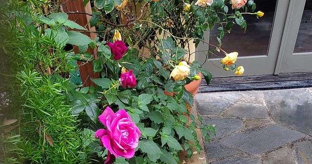 桃井かおり　LAの自宅庭がオシャレの極み「バラの香りで目が覚めた」に「映画見たい」