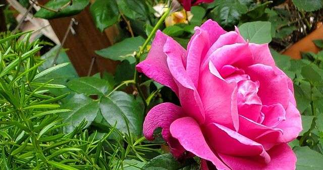 桃井かおり　LAの自宅庭がオシャレの極み「バラの香りで目が覚めた」に「映画見たい」