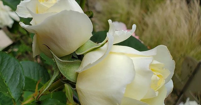 桃井かおり　LAの自宅庭がオシャレの極み「バラの香りで目が覚めた」に「映画見たい」