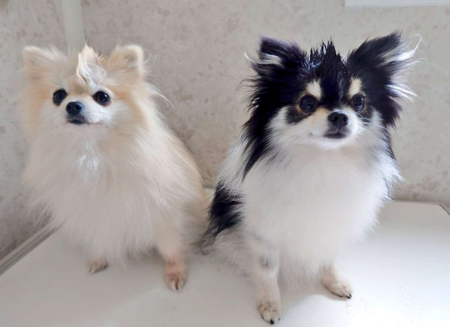 こんなにラブリーなモヒカン、見たことない！　シャンプー前のポメラニアンが可愛すぎるッ｜Jタウンネット