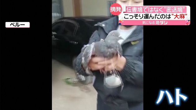 刑務所に運ぼうと？　ハトが「大麻」所持　ペルー