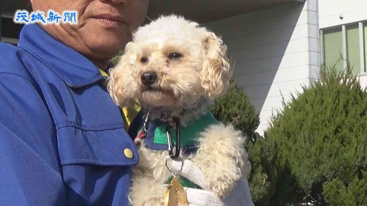 警察犬にトイプードル「アンズ」合格    県警が嘱託式 - YouTube