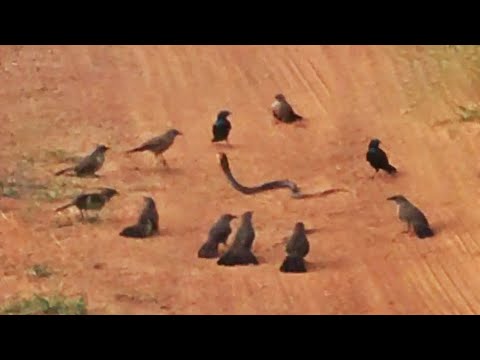 ANGRY BIRDS GANG UP & ATTACK SNAKE - YouTube