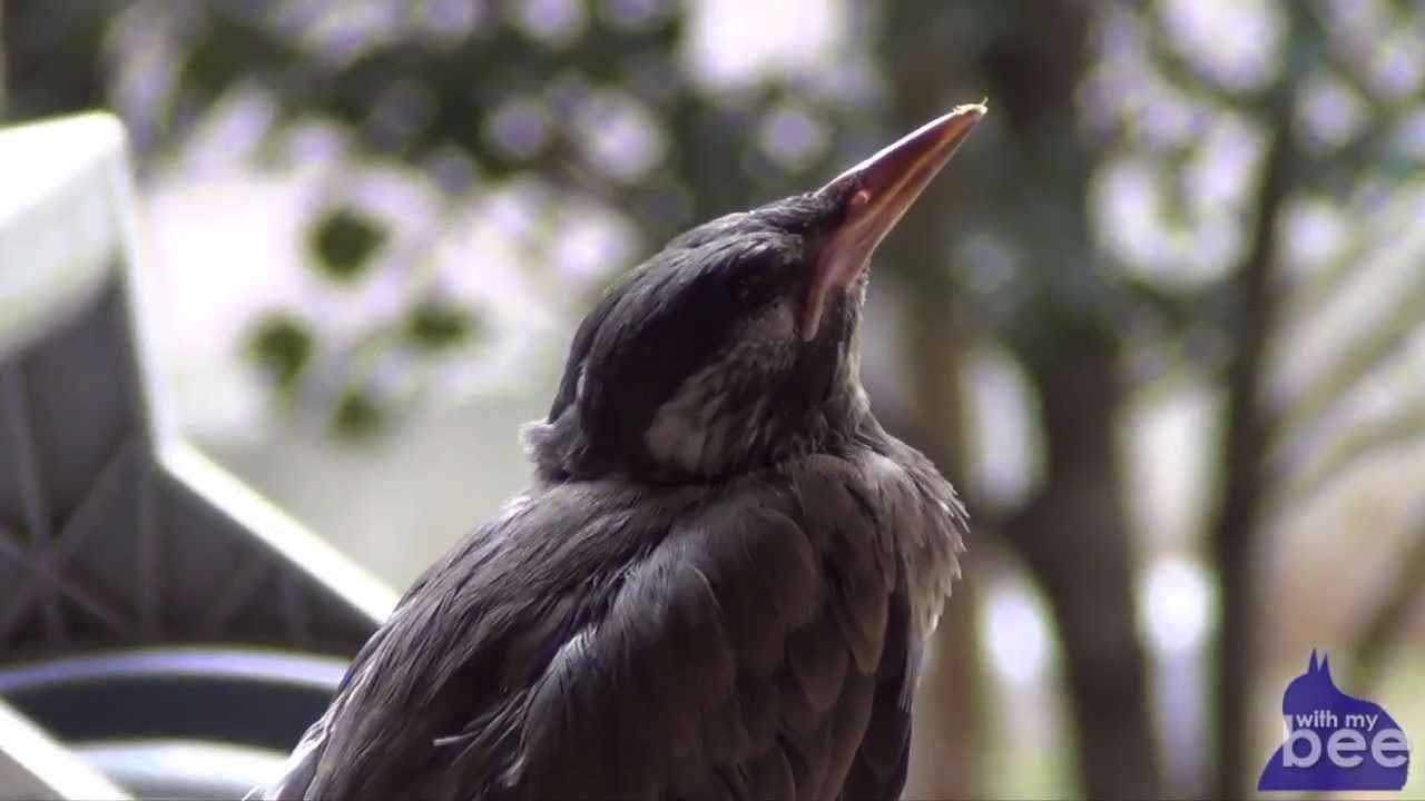 野鳥の雛・ビーの保護記録・僕の決断｜with my bee - YouTube