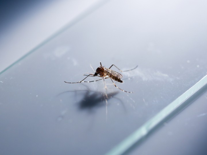 遺伝子組み換え蚊20億匹が野に放たれる。米環境庁がGOサイン（ギズモード・ジャパン） - Yahoo!ニュース