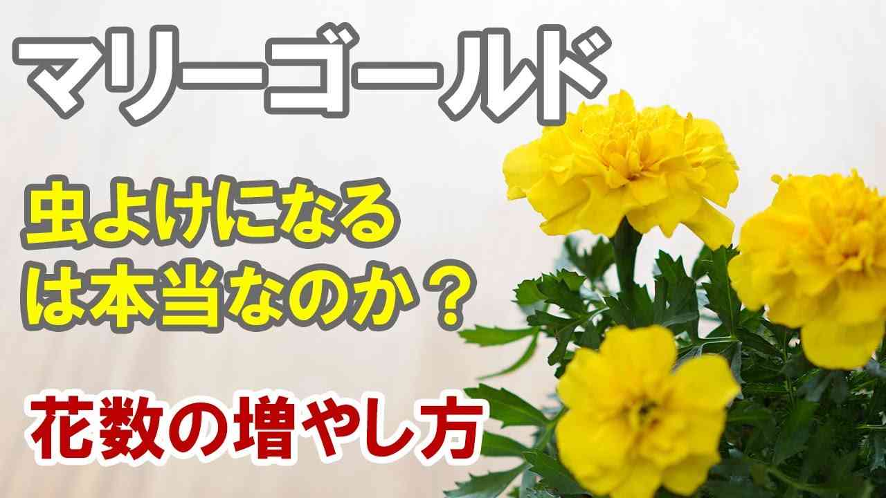 マリーゴールドの育て方　肥料の使い方も詳しく伝授 - YouTube